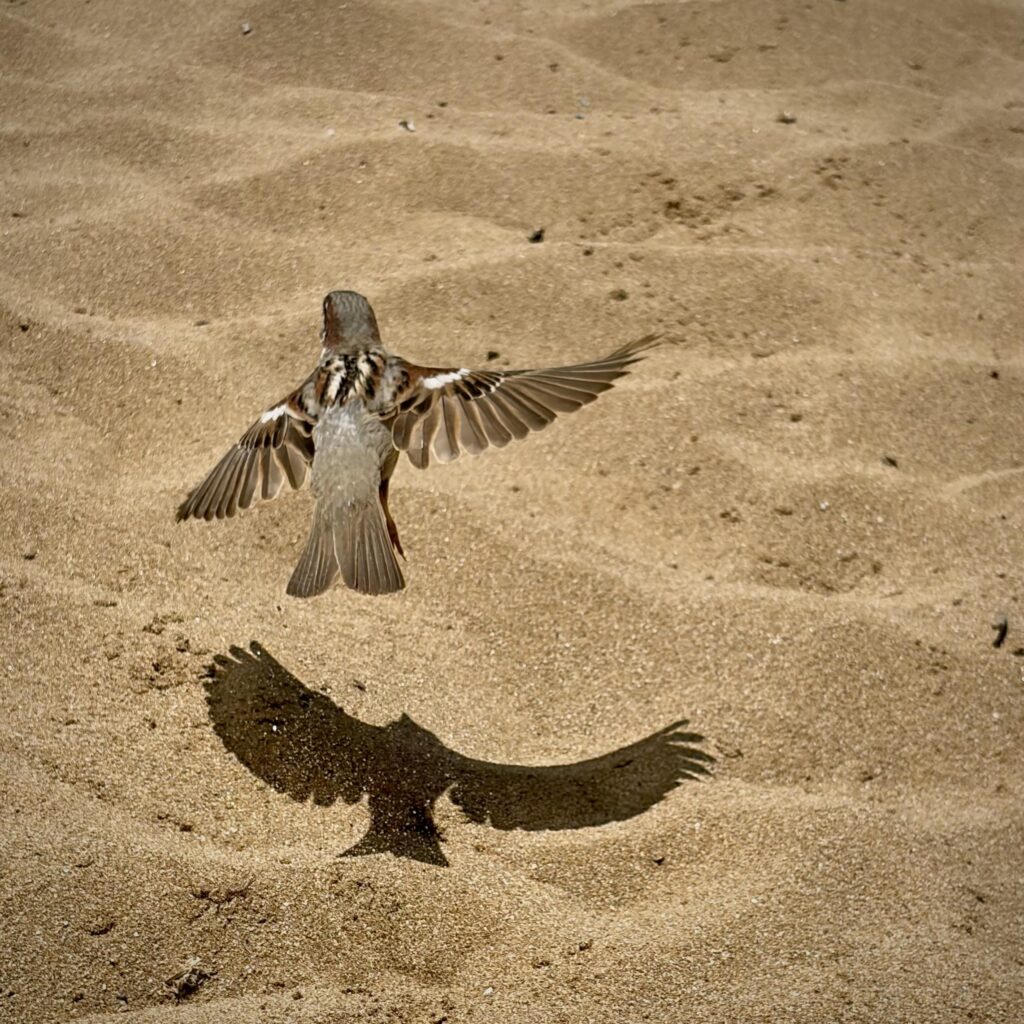 Beach bird.